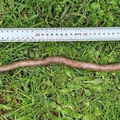 Megascolides australis (Giant Gippsland Earthworm) by MichaelBedingfield