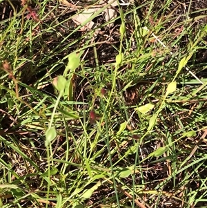 Zornia dyctiocarpa var. dyctiocarpa at Kenny, ACT - 19 Jan 2024