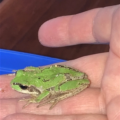 Litoria verreauxii verreauxii (Whistling Tree-frog) at Krawarree, NSW - 10 Oct 2021 by bellehn