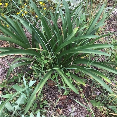 Agapanthus praecox subsp. orientalis (Agapanthus) at Kaleen, ACT - 30 Jan 2024 by rainer