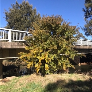 Ulmus parvifolia at Evatt, ACT - 8 Jun 2024