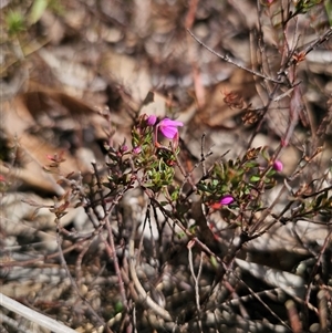 Tetratheca bauerifolia at Captains Flat, NSW - 19 Sep 2024 11:44 AM