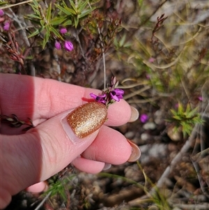 Tetratheca bauerifolia at Captains Flat, NSW - 19 Sep 2024 11:44 AM