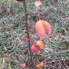 Pyrus calleryana at Bruce, ACT - 7 Jun 2024