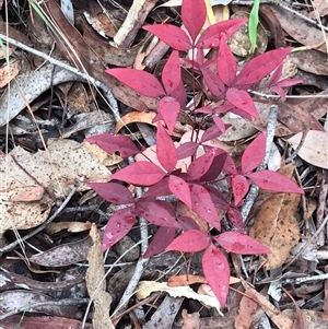 Nandina domestica at Bruce, ACT - 7 Jun 2024