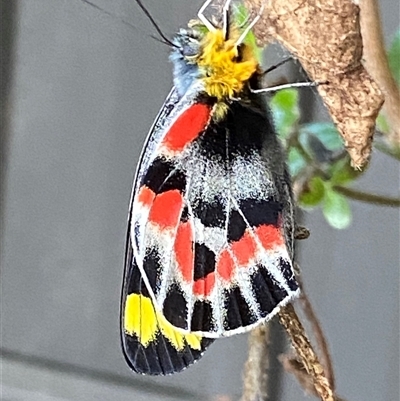 Delias harpalyce (Imperial Jezebel) at Macarthur, ACT - 18 Sep 2024 by RAllen