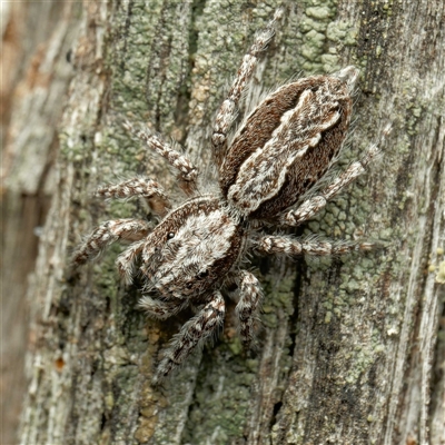 Clynotis severus (Stern Jumping Spider) at Yarralumla, ACT - 10 Sep 2024 by DPRees125