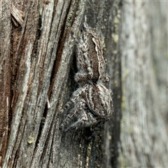 Clynotis severus at Yarralumla, ACT - 10 Sep 2024 12:25 PM