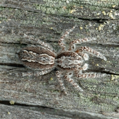 Clynotis severus at Yarralumla, ACT - 10 Sep 2024 12:25 PM