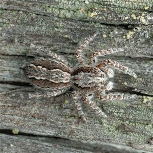 Clynotis severus at Yarralumla, ACT - 10 Sep 2024 12:25 PM