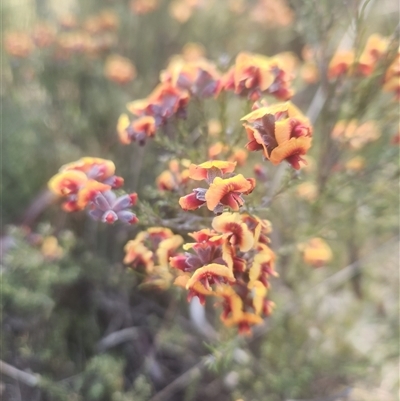 Dillwynia sp. Yetholme (P.C.Jobson 5080) NSW Herbarium at Kaleen, ACT - 19 Sep 2024 by Noompsky