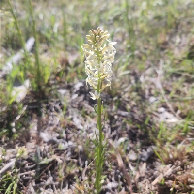 Stackhousia monogyna (Creamy Candles) at Kaleen, ACT - 19 Sep 2024 by Noompsky