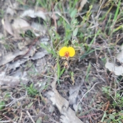 Bossiaea prostrata (Creeping Bossiaea) at Kaleen, ACT - 19 Sep 2024 by Noompsky