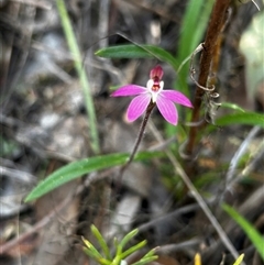 Caladenia fuscata (Dusky Fingers) at Uriarra Village, ACT - 19 Sep 2024 by Rebeccaryanactgov