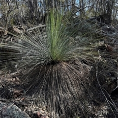 Xanthorrhoea glauca subsp. angustifolia (Grey Grass-tree) at Uriarra Village, ACT - 19 Sep 2024 by Rebeccaryanactgov