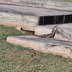 Varanus varius by AliClaw