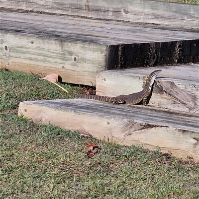 Varanus varius by AliClaw