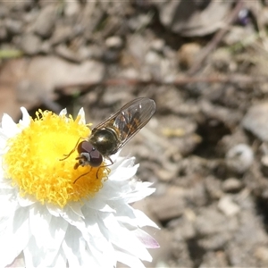 Simosyrphus grandicornis at Belconnen, ACT - 19 Sep 2024