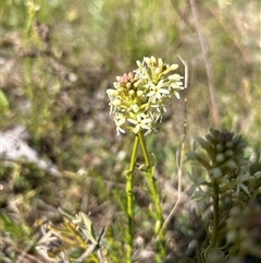 Stackhousia monogyna (Creamy Candles) at Kaleen, ACT - 19 Sep 2024 by harrisonbowden1