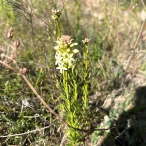 Stackhousia monogyna at Kaleen, ACT - 19 Sep 2024