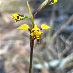 Diuris pardina (Leopard Doubletail) at Kaleen, ACT - 19 Sep 2024 by harrisonbowden1