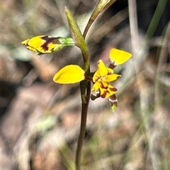 Diuris pardina at Kaleen, ACT - suppressed