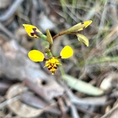 Diuris pardina at Kaleen, ACT - suppressed