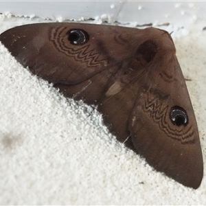 Dasypodia selenophora at Hall, ACT - 19 Sep 2024 09:27 AM