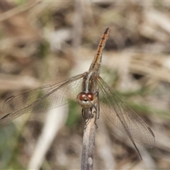 Diplacodes bipunctata (Wandering Percher) at Hackett, ACT - 10 Sep 2024 by Pirom