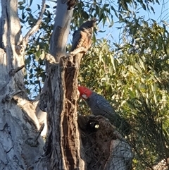 Callocephalon fimbriatum (Gang-gang Cockatoo) at Lyons, ACT - 19 Sep 2024 by jmcleod