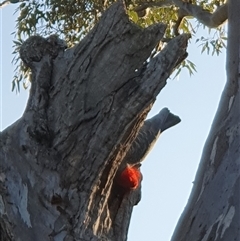 Callocephalon fimbriatum at Lyons, ACT - suppressed