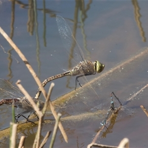 Anax papuensis at Dickson, ACT - 10 Sep 2024