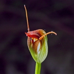 Pterostylis pedunculata (Maroonhood) at Paddys River, ACT - 18 Sep 2024 by BarrieR