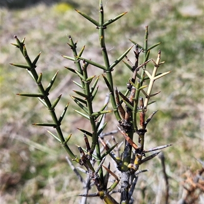 Discaria pubescens (Australian Anchor Plant) at Mount Clear, ACT - 19 Sep 2024 by BethanyDunne