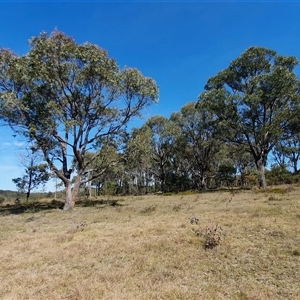 Eucalyptus macrorhyncha at Yass River, NSW - 19 Sep 2024 10:03 AM