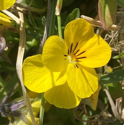 Viola arvensis (Heartsease, Field Pansy) at Coombs, ACT - 19 Sep 2024 by SteveBorkowskis