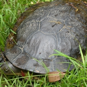 Chelodina longicollis at Charleys Forest, NSW - suppressed