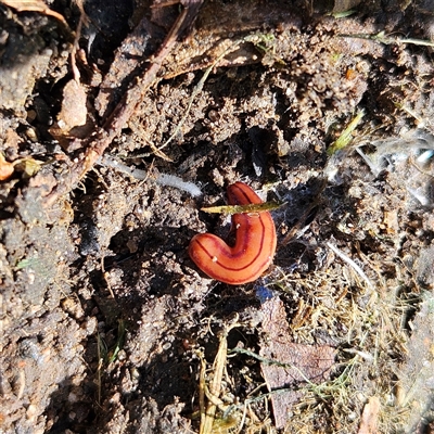 Anzoplana trilineata (A Flatworm) at Braidwood, NSW - 19 Sep 2024 by MatthewFrawley