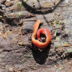 Anzoplana trilineata at Braidwood, NSW - 19 Sep 2024