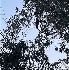 Callocephalon fimbriatum (Gang-gang Cockatoo) at Greenleigh, NSW - 19 Sep 2024 by Dixie