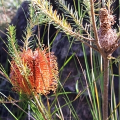 Banksia ericifolia (Heath Banksia) at Porters Creek, NSW - 15 Sep 2024 by Clarel