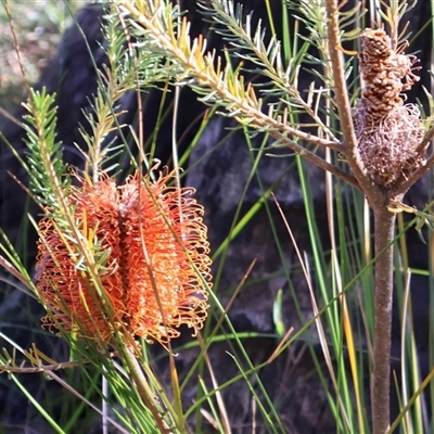 Banksia ericifolia (Heath Banksia) at Porters Creek, NSW - 15 Sep 2024 by Clarel