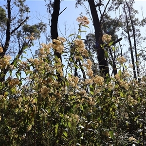 Pomaderris intermedia at Porters Creek, NSW - 15 Sep 2024 09:06 AM
