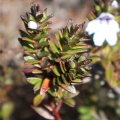 Prostanthera saxicola var. montana at Porters Creek, NSW - 15 Sep 2024 by Clarel