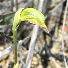 Oligochaetochilus aciculiformis at Bruce, ACT - suppressed