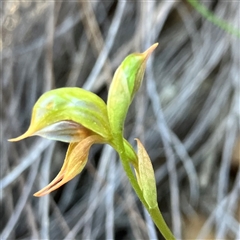 Oligochaetochilus aciculiformis at Bruce, ACT - suppressed