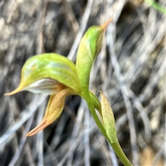 Oligochaetochilus aciculiformis at Bruce, ACT - suppressed