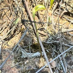 Oligochaetochilus aciculiformis at Bruce, ACT - suppressed