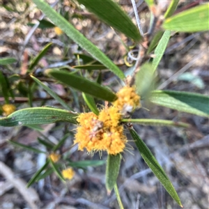 Acacia lanigera var. lanigera at Aranda, ACT - 18 Sep 2024