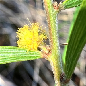 Acacia lanigera var. lanigera at Aranda, ACT - 18 Sep 2024